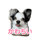 チワワと家族連絡用②（個別スタンプ：36）