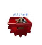 さとうこたろう（個別スタンプ：5）