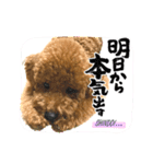 Teddy ☆ テディ（個別スタンプ：15）