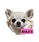 キキララルル夏スタンプ（個別スタンプ：1）