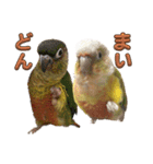 ウロコインコのうり＆える（個別スタンプ：10）