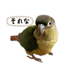 ウロコインコのうり＆える（個別スタンプ：14）