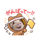 チワワと3匹の子豚（個別スタンプ：3）