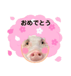 チワワと3匹の子豚（個別スタンプ：4）