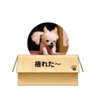 チワワと3匹の子豚（個別スタンプ：8）