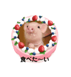 チワワと3匹の子豚（個別スタンプ：15）