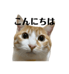 白桃猫猫6（個別スタンプ：1）