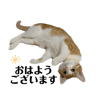 白桃猫猫6（個別スタンプ：2）