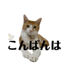 白桃猫猫6（個別スタンプ：3）
