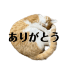 白桃猫猫6（個別スタンプ：4）