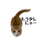白桃猫猫6（個別スタンプ：7）