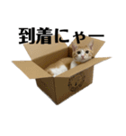 白桃猫猫6（個別スタンプ：8）