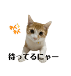 白桃猫猫6（個別スタンプ：9）