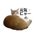 白桃猫猫6（個別スタンプ：10）