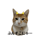 白桃猫猫6（個別スタンプ：11）