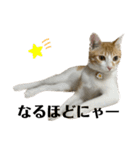 白桃猫猫6（個別スタンプ：13）