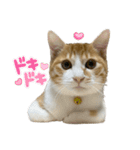白桃猫猫6（個別スタンプ：14）