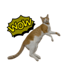 白桃猫猫6（個別スタンプ：15）