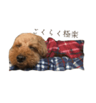 犬じゃないよ、人間だよ。（個別スタンプ：1）