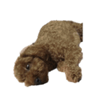 犬じゃないよ、人間だよ。（個別スタンプ：2）