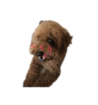 犬じゃないよ、人間だよ。（個別スタンプ：3）