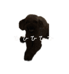 犬じゃないよ、人間だよ。（個別スタンプ：5）