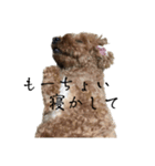 犬じゃないよ、人間だよ。（個別スタンプ：6）