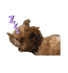 犬じゃないよ、人間だよ。（個別スタンプ：8）