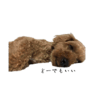 犬じゃないよ、人間だよ。（個別スタンプ：9）