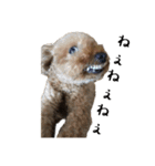 犬じゃないよ、人間だよ。（個別スタンプ：10）