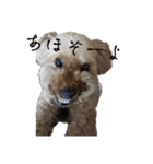 犬じゃないよ、人間だよ。（個別スタンプ：11）
