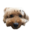 犬じゃないよ、人間だよ。（個別スタンプ：12）