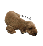 犬じゃないよ、人間だよ。（個別スタンプ：17）