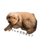 犬じゃないよ、人間だよ。（個別スタンプ：18）