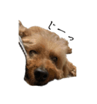 犬じゃないよ、人間だよ。（個別スタンプ：21）