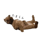 犬じゃないよ、人間だよ。（個別スタンプ：22）