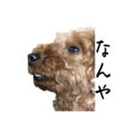 犬じゃないよ、人間だよ。（個別スタンプ：23）