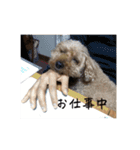 犬じゃないよ、人間だよ。（個別スタンプ：24）