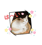 cutecatしぃちゃん（個別スタンプ：1）