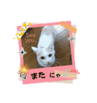 cutecatしぃちゃん（個別スタンプ：8）