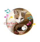 cutecatしぃちゃん（個別スタンプ：12）