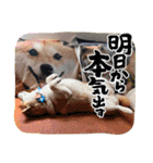 柴犬ハナ(✿・ω・)（個別スタンプ：13）