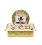 柴犬ハナ(✿・ω・)（個別スタンプ：14）