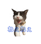 New futaro（個別スタンプ：10）