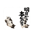 New futaro（個別スタンプ：11）