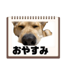 ジョンココの日常（個別スタンプ：2）