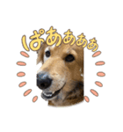 ジョンココの日常（個別スタンプ：3）