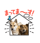 ジョンココの日常（個別スタンプ：4）