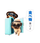 クールドック・犬のLINEスタンプ第2弾！（個別スタンプ：39）