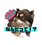 チョコタンチワワの、ソラとリズ♪（個別スタンプ：3）